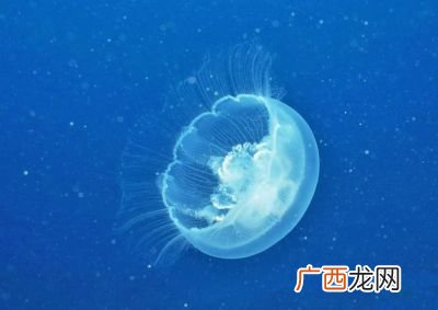 水母的介绍和特点,水母它有什么特点？