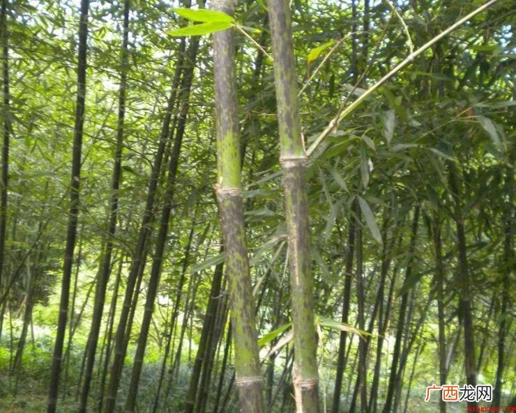 湘妃竹产地哪儿 观赏性高 湘妃竹产地哪里