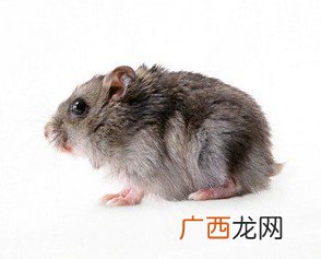 老鼠品种,老鼠分类和属性？