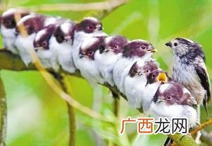 尾巴很长的是什么鸟,尾巴五颜六色很长的是什么鸟？