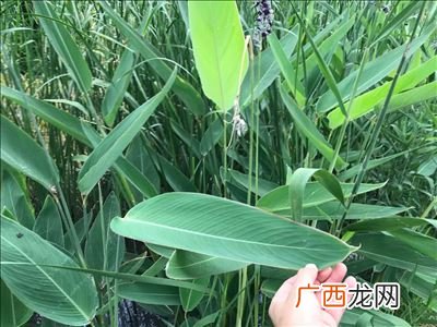 平时说的几芽几叶是什么意思,一叶一芽和单芽有什么区别？