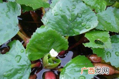 吃菱角的好处,吃菱角会胖吗？