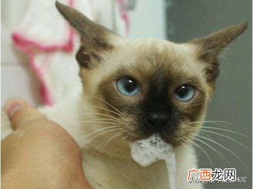 猫咪拉稀但精神很好是怎么回事,猫咪总是拉稀怎么回事，该怎么办？