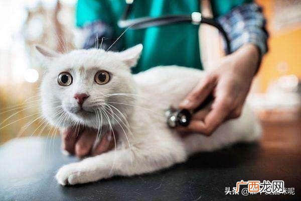 猫咪拉稀但精神很好是怎么回事,猫咪总是拉稀怎么回事，该怎么办？