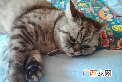 猫咪拉稀但精神很好是怎么回事,猫咪总是拉稀怎么回事，该怎么办？
