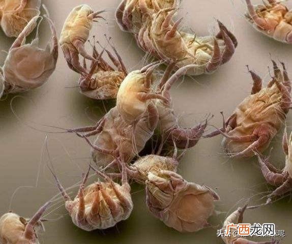 猫咪拉稀但精神很好是怎么回事,猫咪总是拉稀怎么回事，该怎么办？