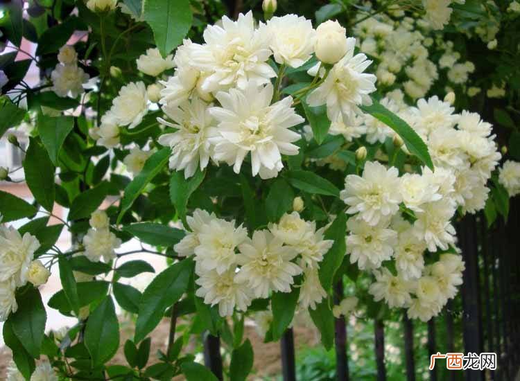 香茶花怎么能多开花,香茶花怎么修剪？