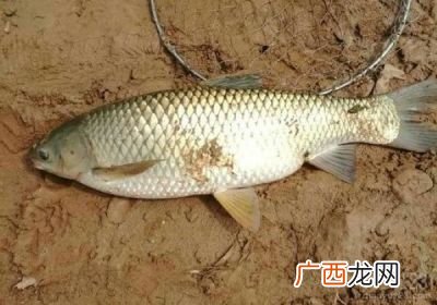 如何钓草鱼,草鱼钓底的正确方法？
