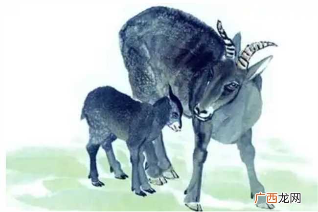 属羊人一生命运怎么样
