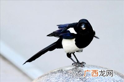 喜鹊叫有什么兆头,8点多听见喜鹊叫什么意思？