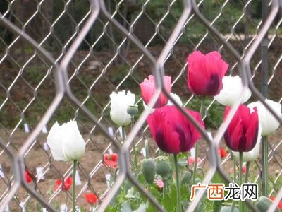 罂粟是什么意思,可以种植罂粟吗?