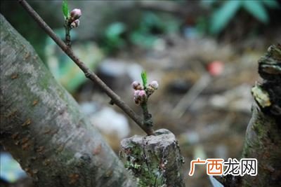 怎样嫁接桃树,桃树大枝嫁接方法？