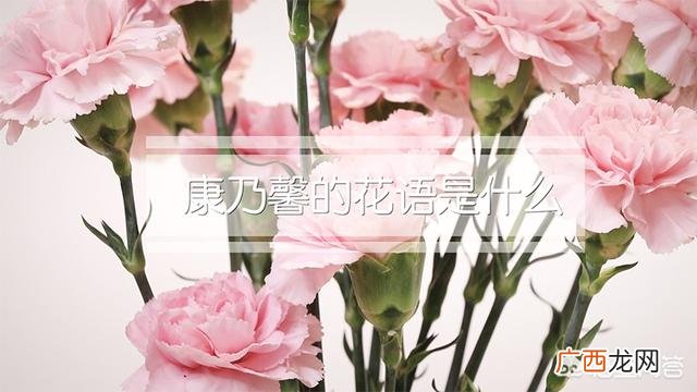 康乃馨花语和寓意是什么,康乃馨的花语是什么？