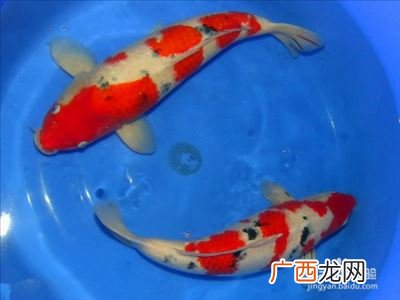 锦鲫鱼和锦鲤怎么区分,锦鲫和锦鲤怎么区分?