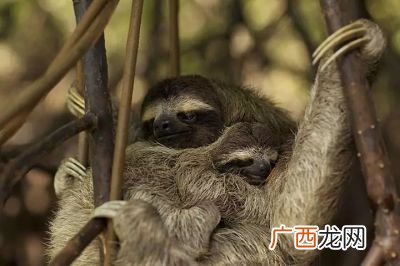 什么叫哺乳动物,我要问，直接生仔的叫哺乳动物，那蛋生的叫什么动物啊？