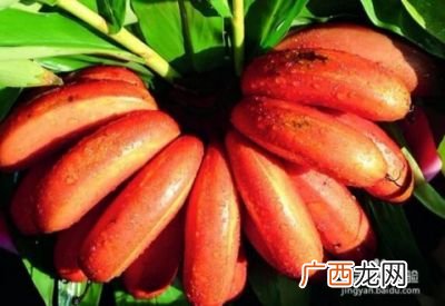有哪些少见的高端水果,泰国十大稀有水果？