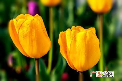 黄色郁金香的花语是什么,黄色郁金香在韩国的花语？