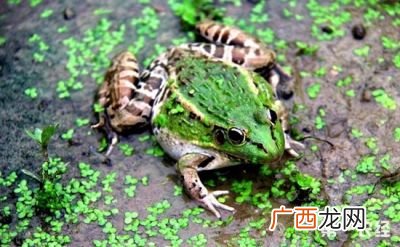 田鸡和青蛙有什么区别,田鸡是不是牛蛙?