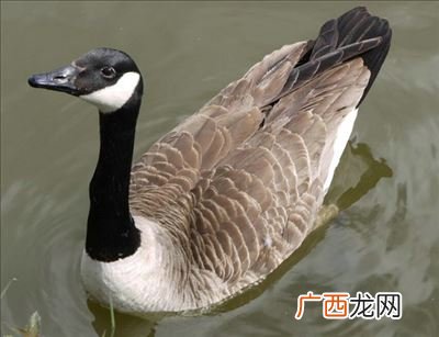 鹅喜欢吃什么,鹅喜欢吃什么食物？