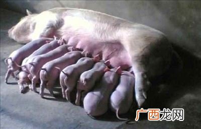 母猪产后的体温是多少正常,保育小猪早晨体温多高？