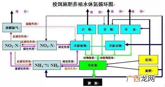 氨氮是怎么形成的,什么是氨氮？