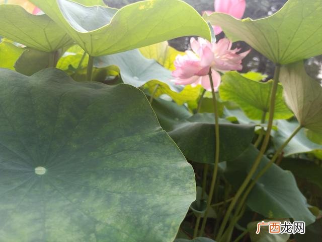 默写是什么意思,听写，默写是一个意思吗？