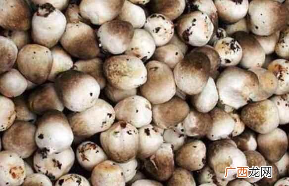 草菇怎么吃