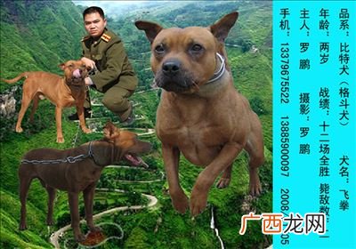 酋长是什么梗,骑马是什么意思网络用语？