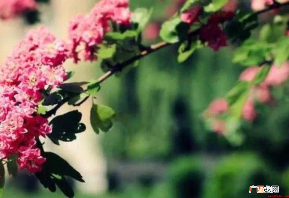 屡试不爽的近义词是什么