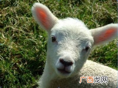 鸾指的是哪一种动物,求“鸾跂鸿惊”的解释？