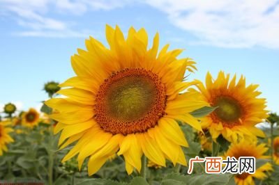 向日葵什么时候开花,向日葵在24小时内几点开放?