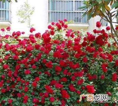 甜蜜红木香植物有毒吗,叶子像桂花叶的爬藤植物？