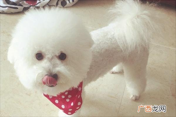 比熊犬好养吗,4个月比熊好养吗?