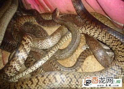 蛇分多少种类,世界有多少种蛇？