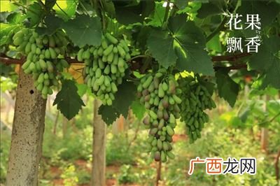 蓝宝石葡萄几年挂果,蓝宝石葡萄为什么一直不结果？