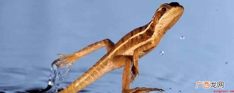 壁虎可以在海上飘浮,其他微生物都做不到这一点 壁虎是否可以在水上漂浮