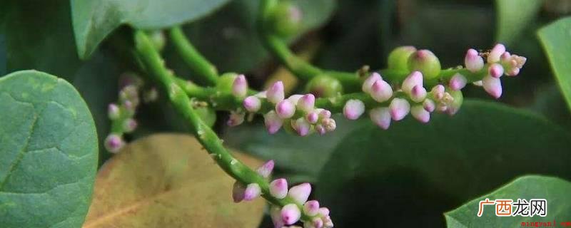 豆腐菜又叫落葵、芭菜、胭粉菜、紫葵,是落葵科、落葵属一年生盘 豆腐菜又叫什么菜