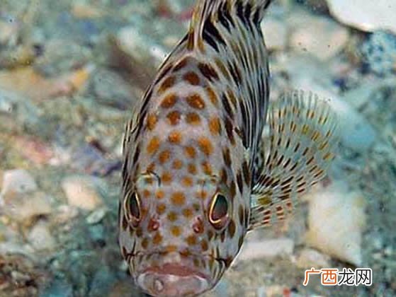 石斑鱼养殖技术是什么,石斑鱼怎么养几天？