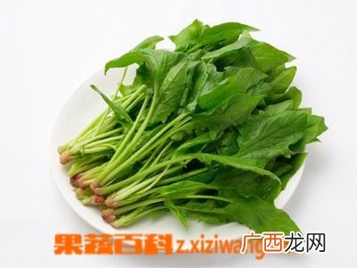 菠菜什么时间种,上海市菠菜什么时间种?