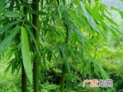 一什么竹子,一什么竹杆？