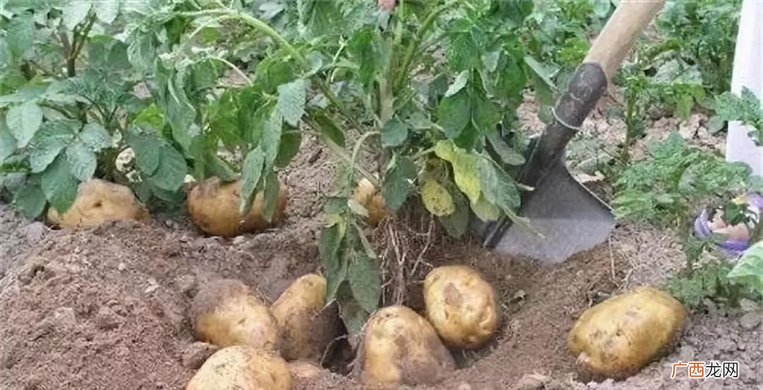 土豆种植方法步骤,土豆怎么种。几月份种。几月收？