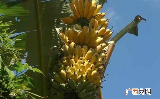 哺乳期可以吃芭蕉吗