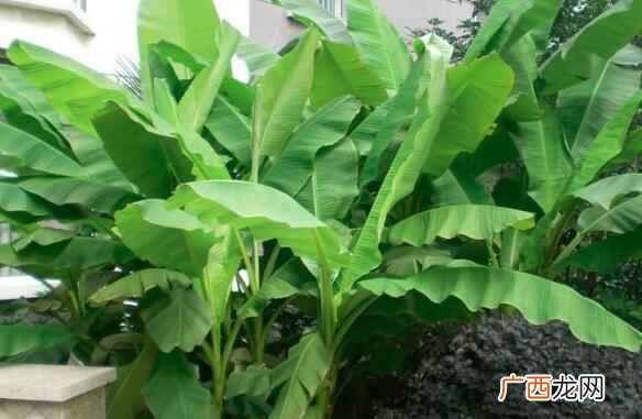 芭蕉的功效与作用有哪些