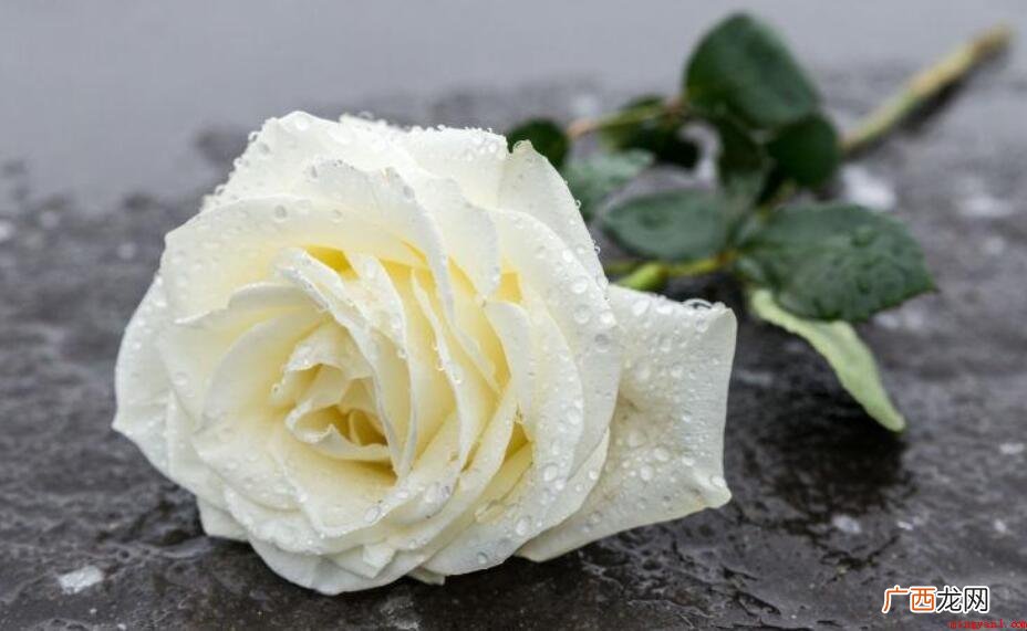 白玫瑰花纯真幽雅,和红色玫瑰黄玫瑰不一样 白玫瑰花语是什么