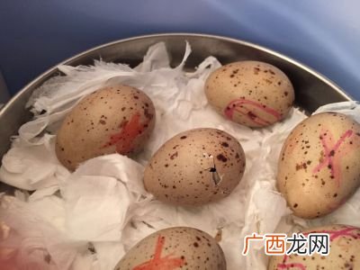 人工如何孵化鸡蛋,请问土鸡蛋可以人工孵化吗？可以的话要怎么孵化呢？大概需要几天？