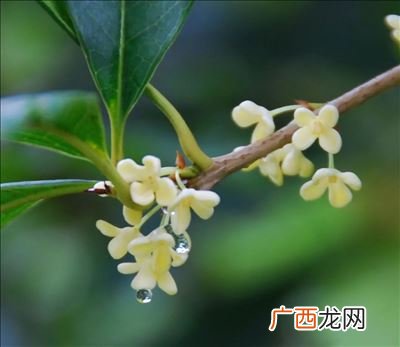 桂花什么时候开花,桂花什么时候开放是最佳时间？