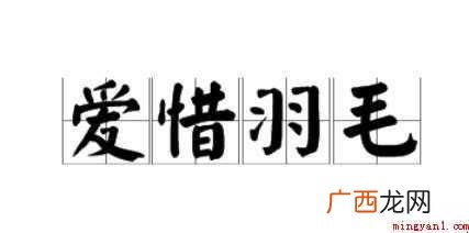 关于爱惜羽毛是什么意思 爱惜羽毛是什么意思