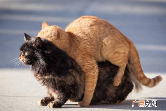 猫多大发情持续多久,猫发情多长时间？