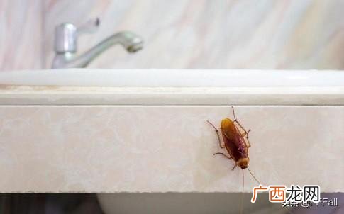家里很干净,蟑螂从哪里来的,干净的房子为什么会有蟑螂？