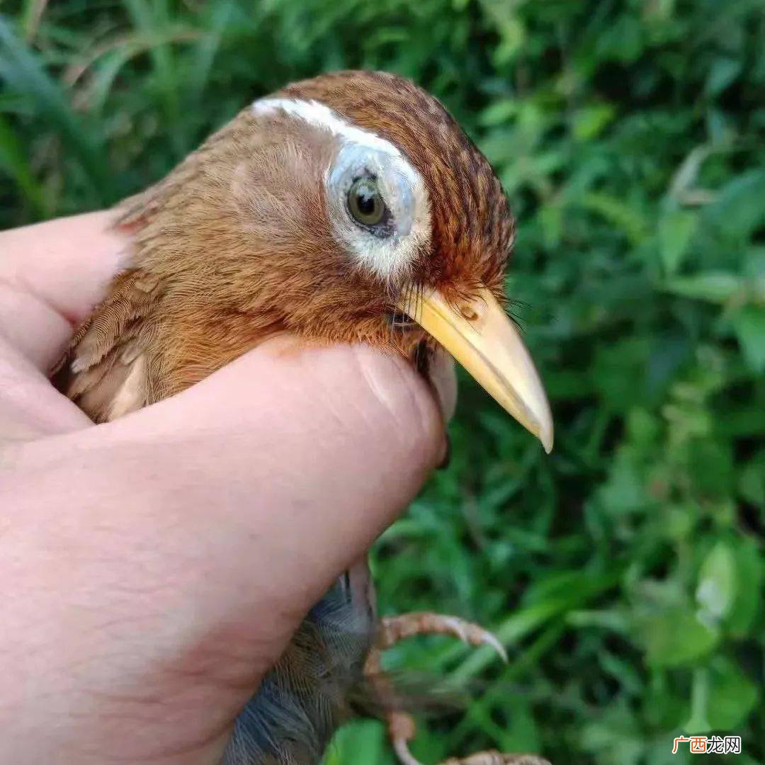黄雀鸟多少钱一只,养一只黄雀犯法吗？